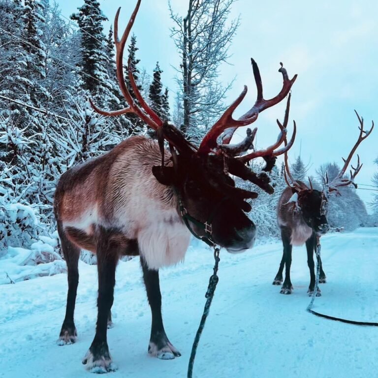 404263329 726047069572025 6796262828273134226 n 768x768